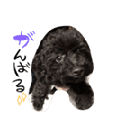 POODLE AI（個別スタンプ：12）