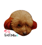 POODLE AI（個別スタンプ：16）