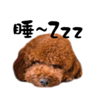 Poodle JIOU JIOU（個別スタンプ：3）