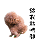 Poodle JIOU JIOU（個別スタンプ：10）