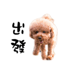 Poodle JIOU JIOU（個別スタンプ：11）