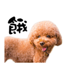 Poodle JIOU JIOU（個別スタンプ：13）