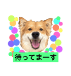 癒し犬ココ 2（個別スタンプ：17）