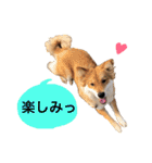 癒し犬ココ 2（個別スタンプ：21）