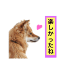 癒し犬ココ 2（個別スタンプ：29）