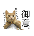 茶豆stamp（個別スタンプ：6）