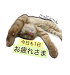 茶豆stamp（個別スタンプ：12）