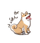 柴犬の日常(よく使う言葉)（個別スタンプ：1）