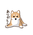 柴犬の日常(よく使う言葉)（個別スタンプ：11）