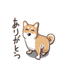 柴犬の日常(よく使う言葉)（個別スタンプ：12）