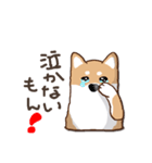 柴犬の日常(よく使う言葉)（個別スタンプ：24）