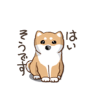 柴犬の日常(よく使う言葉)（個別スタンプ：30）