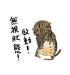 eh！cat！8（個別スタンプ：12）