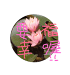 lotus~（個別スタンプ：14）