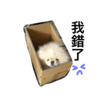 Pomeranian Fat Rabbit（個別スタンプ：14）