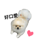 Pomeranian Fat Rabbit（個別スタンプ：16）