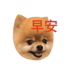 Pomeranian_Maru（個別スタンプ：1）