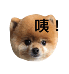 Pomeranian_Maru（個別スタンプ：2）