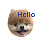 Pomeranian_Maru（個別スタンプ：4）