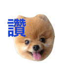 Pomeranian_Maru（個別スタンプ：6）