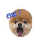 Pomeranian_Maru（個別スタンプ：7）