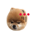 Pomeranian_Maru（個別スタンプ：8）