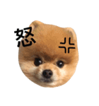 Pomeranian_Maru（個別スタンプ：9）