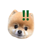 Pomeranian_Maru（個別スタンプ：10）