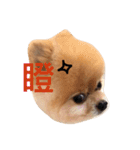 Pomeranian_Maru（個別スタンプ：12）