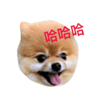 Pomeranian_Maru（個別スタンプ：15）