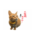 we love crazy cats（個別スタンプ：16）