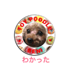 oreo ＆ beni  meat（個別スタンプ：13）