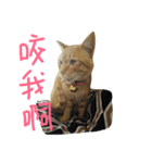 cat''2（個別スタンプ：1）