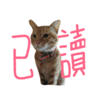 cat''2（個別スタンプ：16）