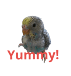 Pat Budgerigar（個別スタンプ：7）