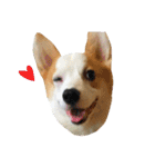 Kobi The Corgi II（個別スタンプ：3）