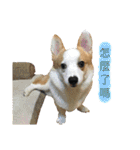 Kobi The Corgi II（個別スタンプ：5）