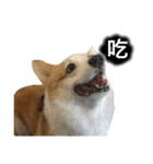 Kobi The Corgi II（個別スタンプ：6）