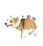 Kobi The Corgi II（個別スタンプ：7）