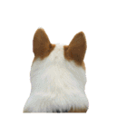 Kobi The Corgi II（個別スタンプ：8）