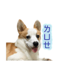 Kobi The Corgi II（個別スタンプ：11）