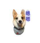 Kobi The Corgi II（個別スタンプ：13）