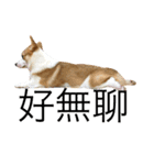 Kobi The Corgi II（個別スタンプ：14）