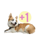 Kobi The Corgi II（個別スタンプ：18）