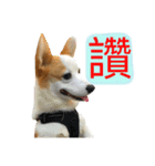 Kobi The Corgi II（個別スタンプ：19）