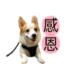 Kobi The Corgi II（個別スタンプ：20）