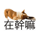 Kobi The Corgi II（個別スタンプ：21）