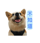 Kobi The Corgi II（個別スタンプ：22）