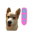 Kobi The Corgi II（個別スタンプ：23）