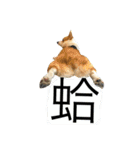 Kobi The Corgi II（個別スタンプ：25）